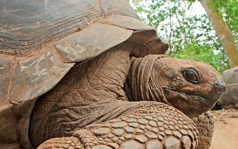 Aldabra