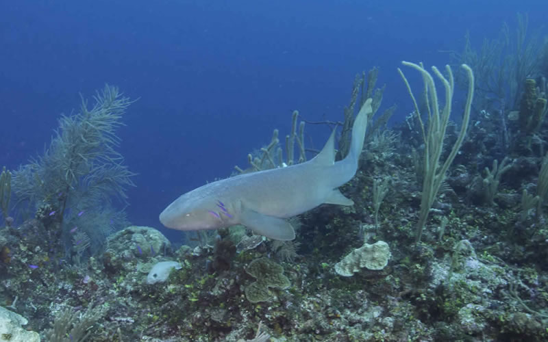 Glover's Reef